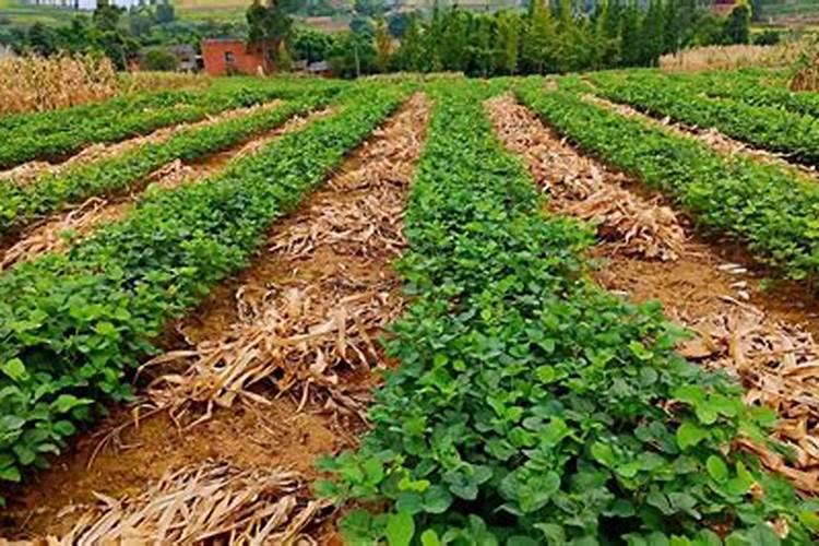大豆摘顶增产新技术：农业创新的突破
