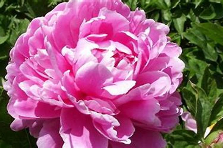 花卉春季枯死的原因及防护措施