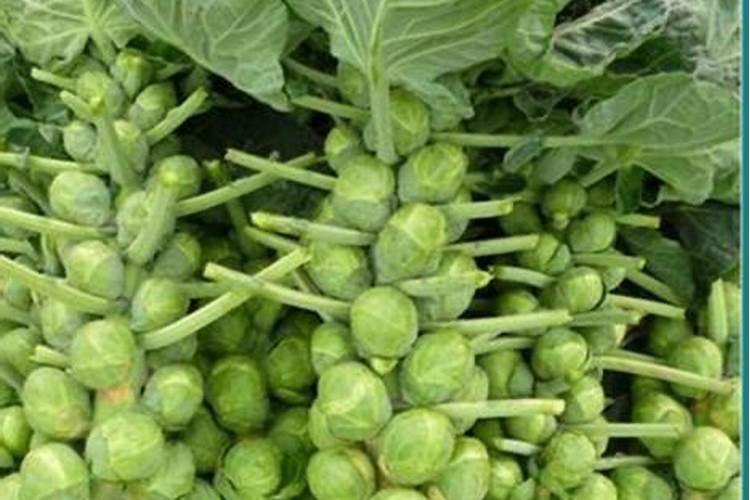 秋季甘蓝种植全攻略：从播种到收获的详细指南
