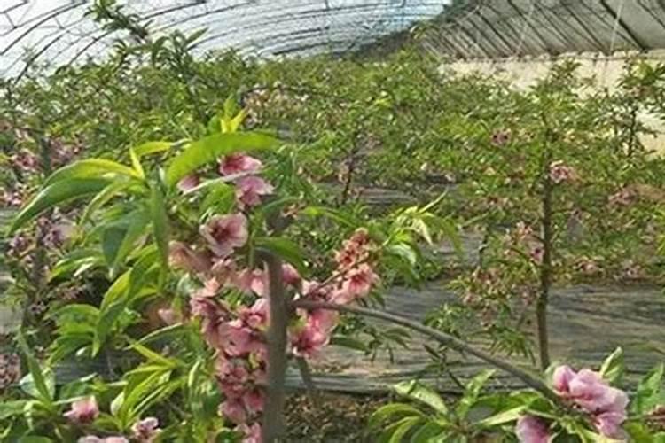 春回大地：精心管理促进大棚杏树发育之道