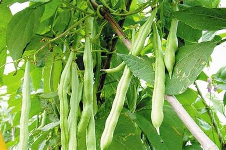豆角栽培管理的艺术：掌握关键注意事项确保丰收