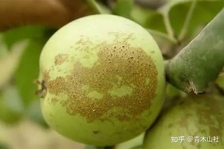 硼肥会使果树生虫吗？