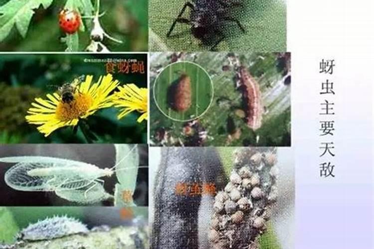 茶叶主要刺吸性害虫的防治技术