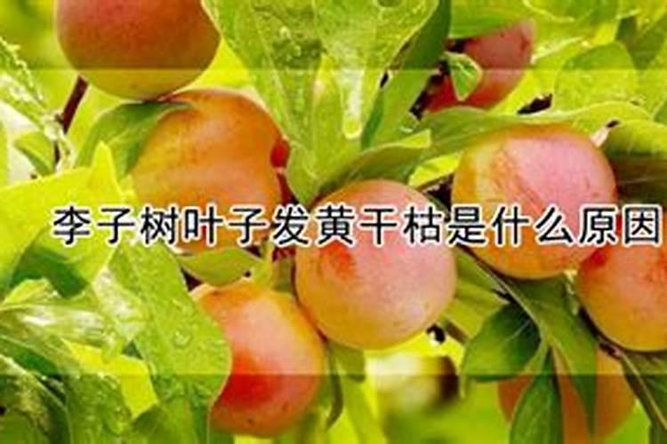 李子树叶片发黄是什么原因？