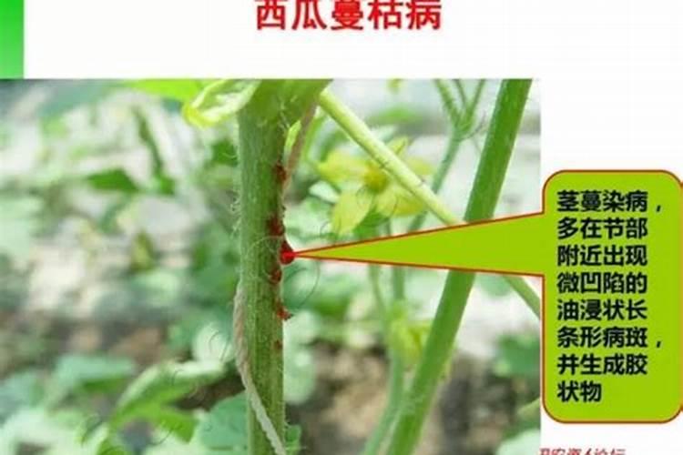 战胜西瓜蔓枯病：农药选择与防治策略