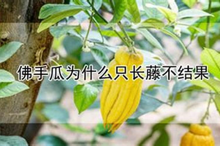 蒲瓜为什么只长藤不结果呢？