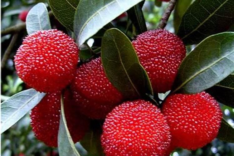 守护绿宝石：东魁杨梅病害防治的有效农药选择