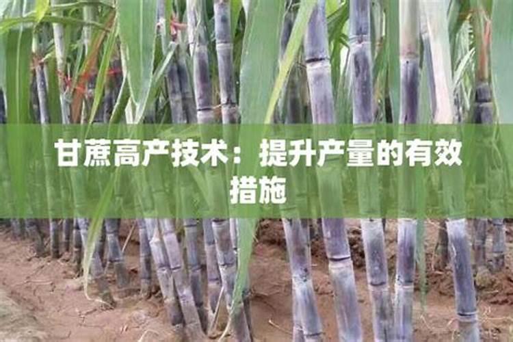 提高甘蔗糖分的有效措施