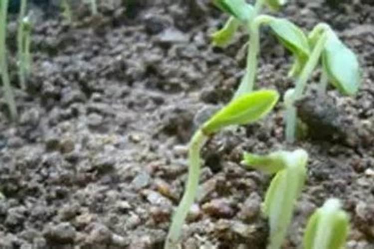 农药浸种帮助植物生长,要注意什么？