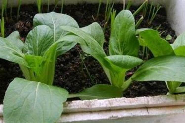 秋季田园：掌握小青菜种植的金钥匙