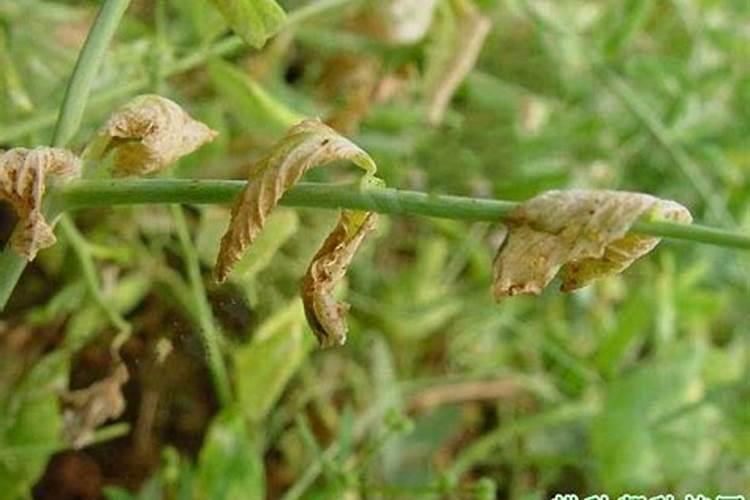 荷兰豆尖镰刀菌萎凋病什么农药能快速解决？