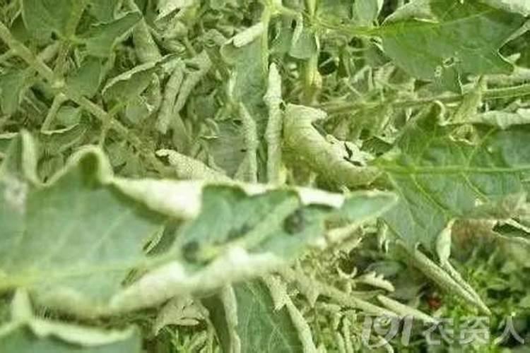 揭秘番茄卷叶黄叶的真相：原因分析与应对策略