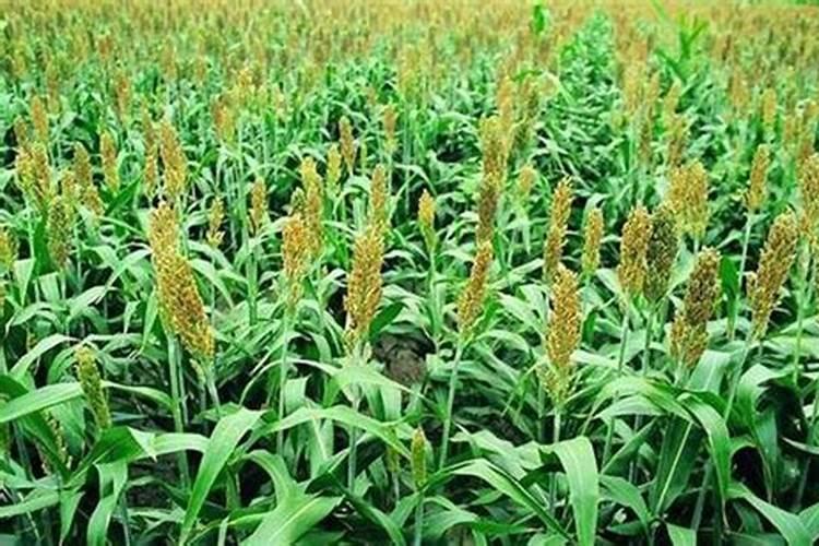 高粱在种植过程中会发生哪些病虫害？