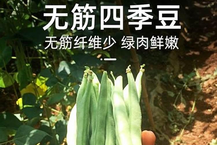 秋季无筋豆高产种植技术要点