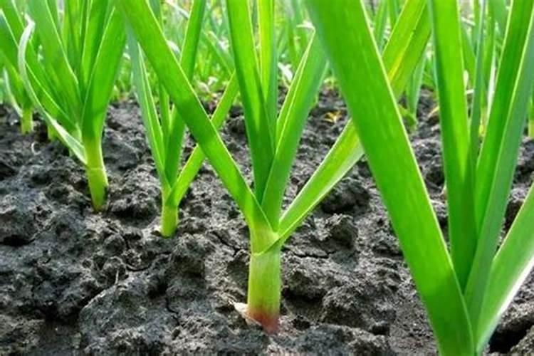 绿意盎然：掌握蒜苗种植与施肥技巧