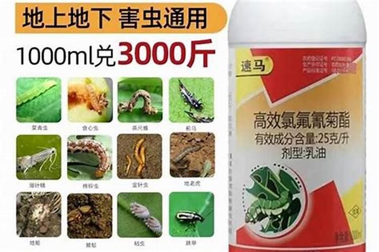战胜洋葱霜霉病：有效农药的选择与应用