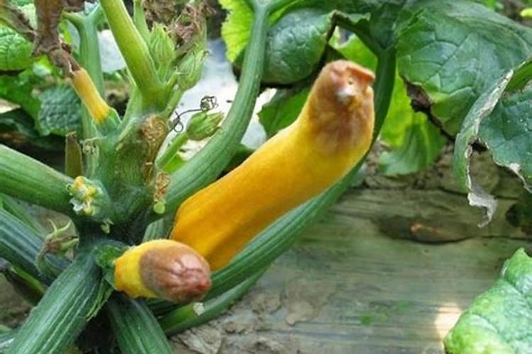 西葫芦绵腐病的绿色阻击战：发生与防治全解析