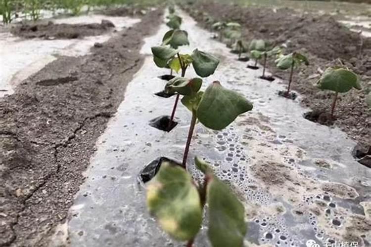 棉花后期死苗问题如何解决？
