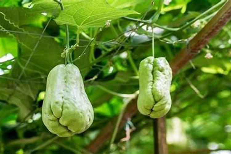 揭秘佛手瓜嫁接技术：掌握这些方法，让种植更轻松？