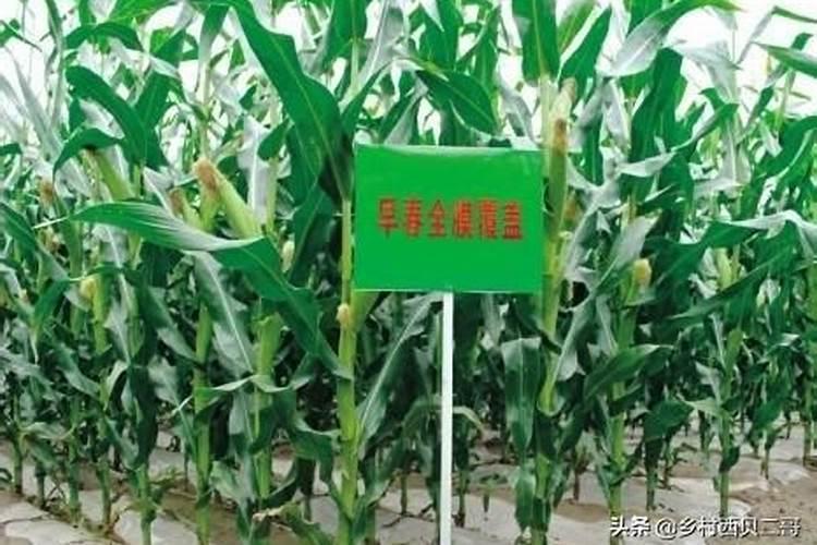 旱作玉米蓄水保墒增产技术：农业可持续发展的关键