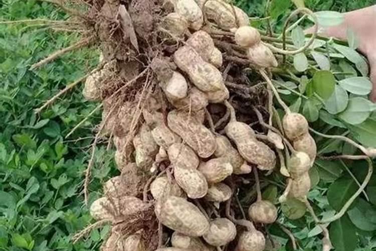 掌握黄金时机：全面解析花生的种植时间与方法？