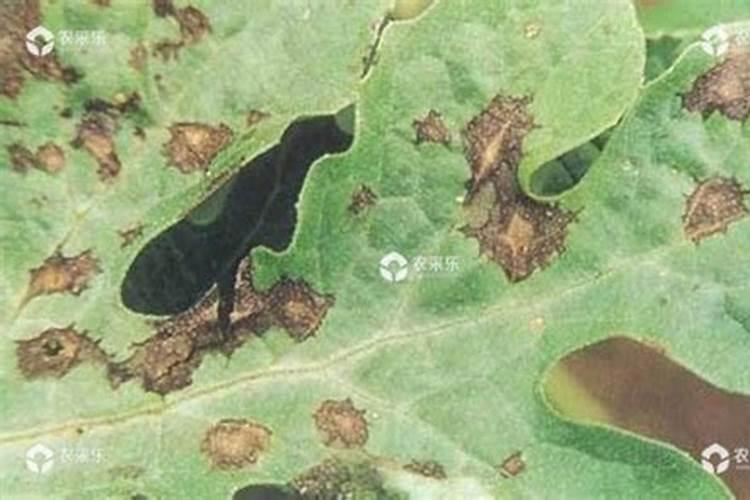 战胜绿色威胁：大棚西瓜炭疽病综合防治策略