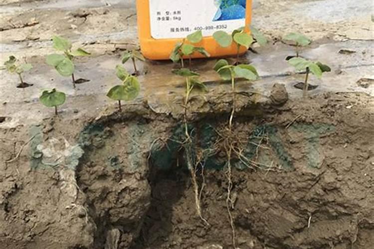 拉姆拉特种肥棉花后期滴施防旱衰有功效吗