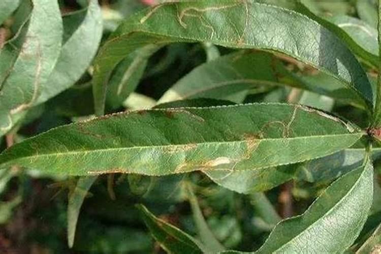 请老师在桃树干发生病斑,似白粉虱,是啥毛病啊？谢谢了!