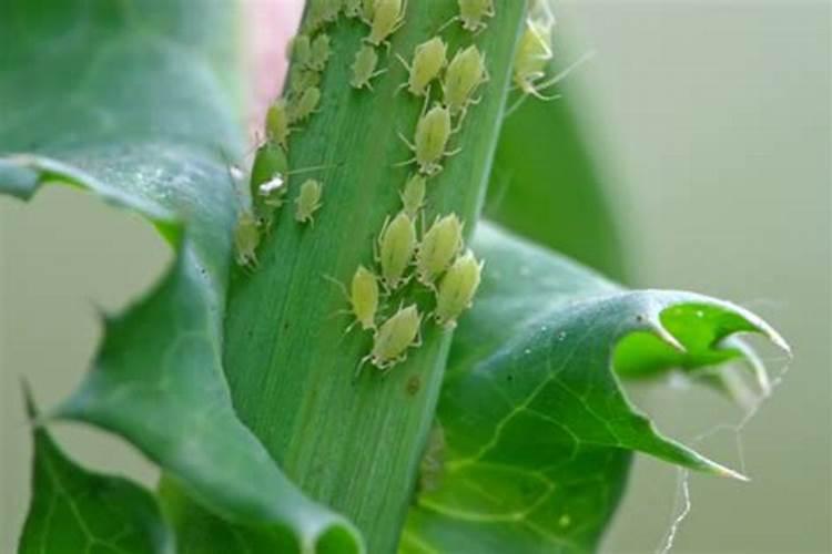 蚜虫怎么治用土方不用农药