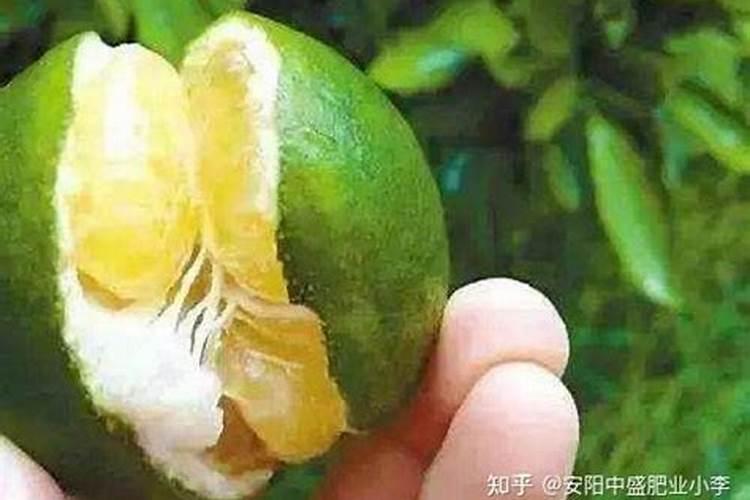 沙糖桔裂果是什么原因？