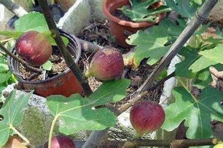 揭秘无花果的繁殖奥秘：从种子到枝繁叶茂