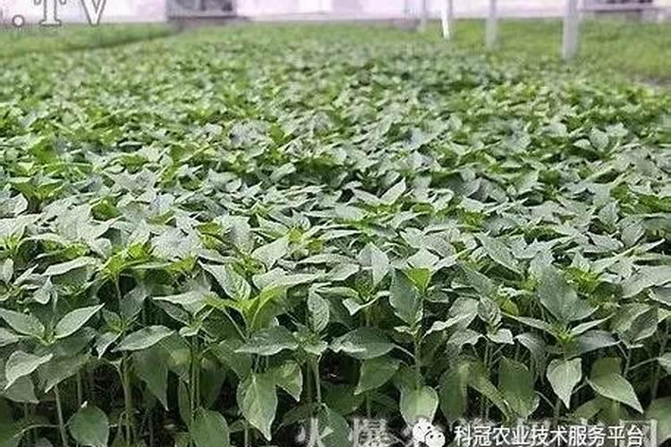 冬季辣椒苗怎样防冻？冬季辣椒苗防冻技巧