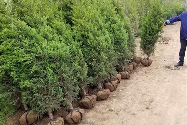 蜀桧栽培种植技术？蜀桧价格如何？