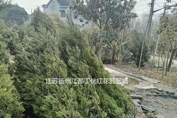 两到三米高的蜀桧批发价格是多少？