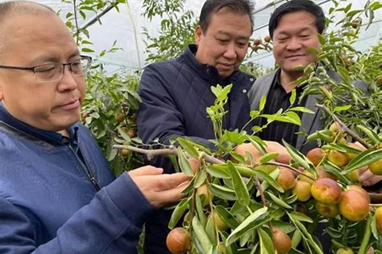 冬枣的奥秘：生长特性与促花保果管理技巧