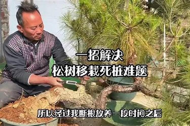 大型松树移栽方法