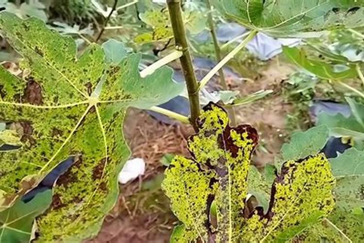 柳树种植的病虫害防治