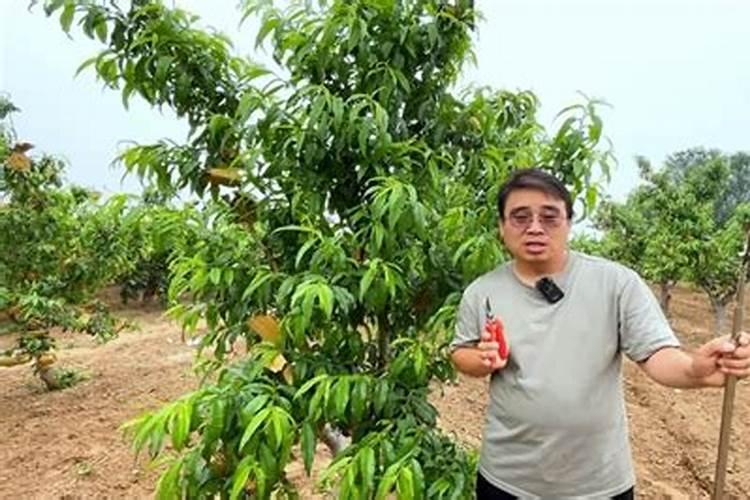 桃树大雨后如何管理？