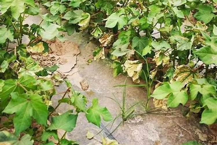 棉花黄萎病防治的方法有哪些？
