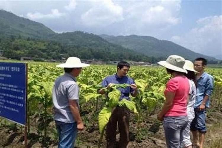 揭秘烟草农田：农药使用与环保的平衡艺术