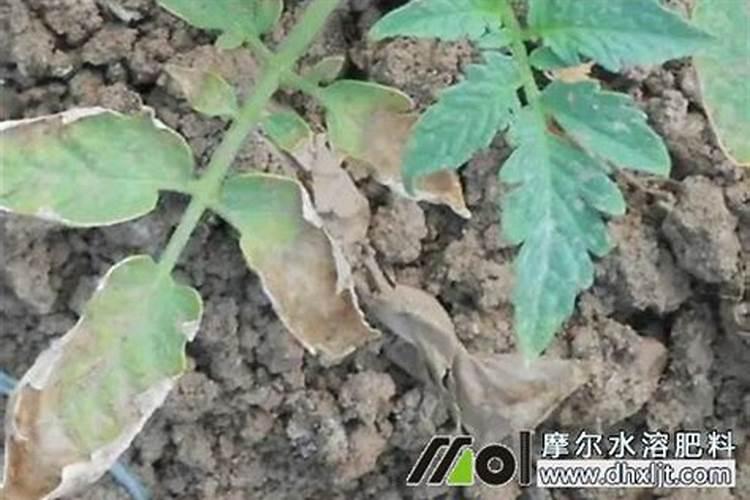 农作物都有哪些常见肥害？要如何处理？
