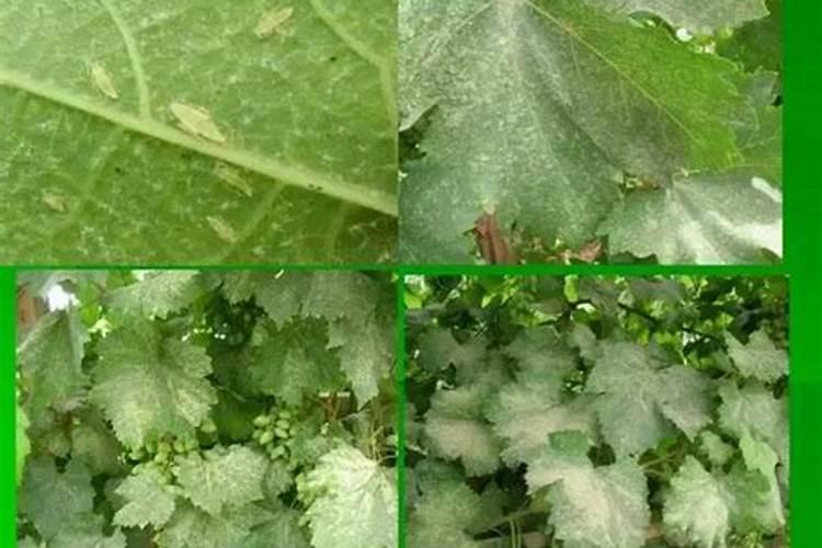 葡萄介壳虫危害症状，葡萄叶斑病的危害症状？