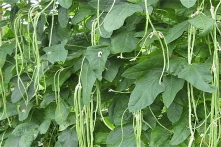 露地豇豆种植方法和技术？