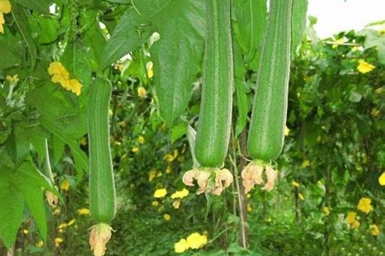 大棚丝瓜密植早熟栽培应加强管理