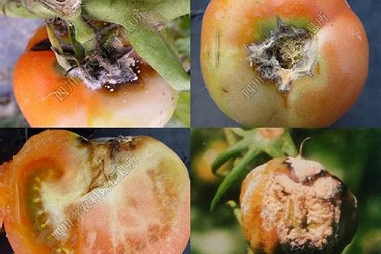 西红柿红粉病农业措施有哪些？