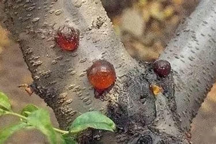 橄榄流胶病为害如何防治？
