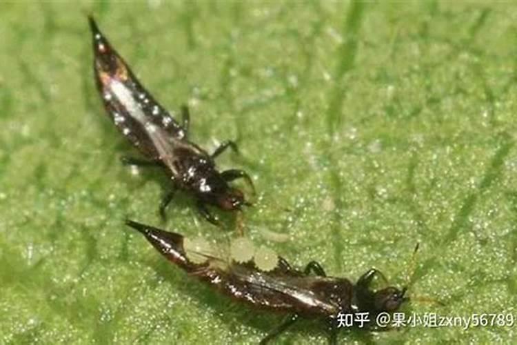 蓟马用什么能彻底杀死蓟马用什么药物消杀