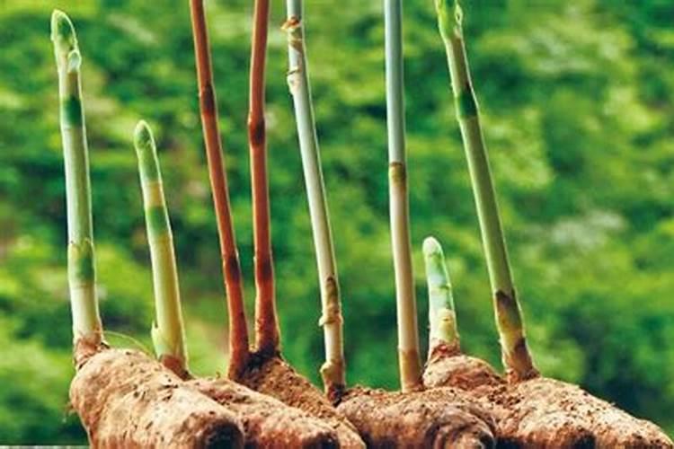 掌握天麻地面床栽方法，开启中药材种植新篇章？