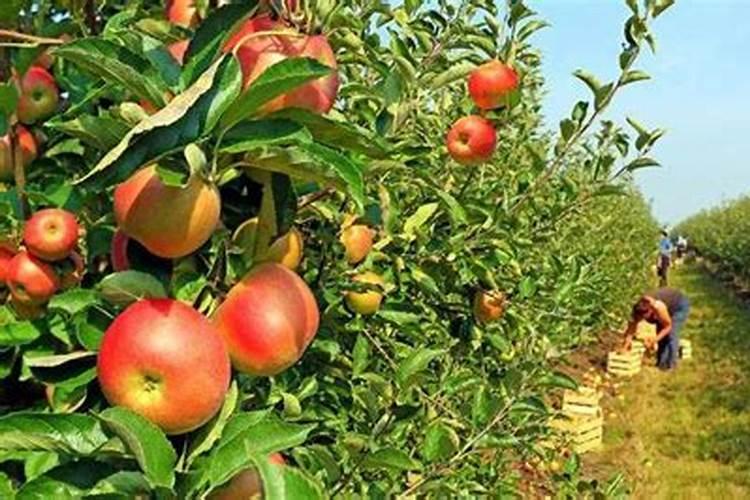 绿色革命下的果园：高效除草策略的探索与实践
