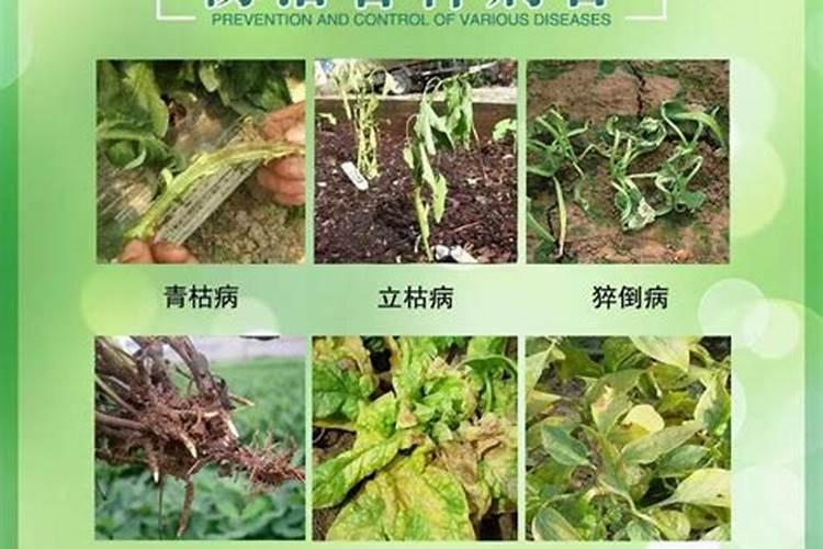 甲霜灵可以用来防治哪些蔬菜常见病害？